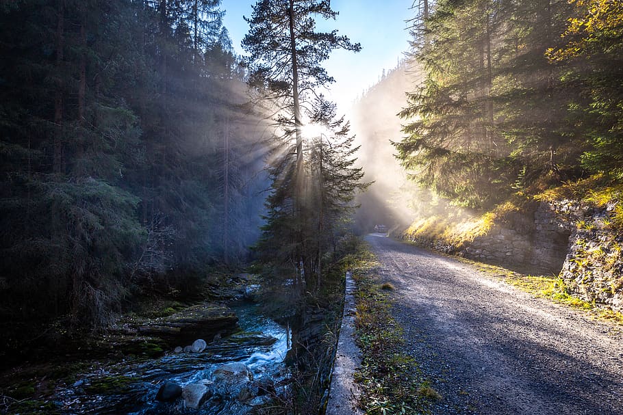 sunlight reflects on trees and river, plant, forest, beauty in nature HD wallpaper