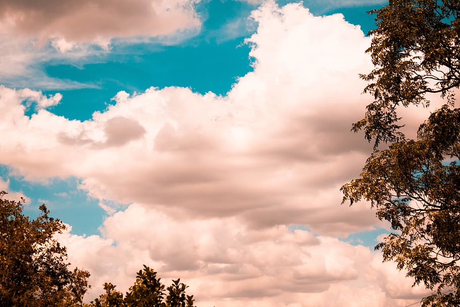Green Tree Foliage With White Clouds Above It, bright, daylight HD wallpaper