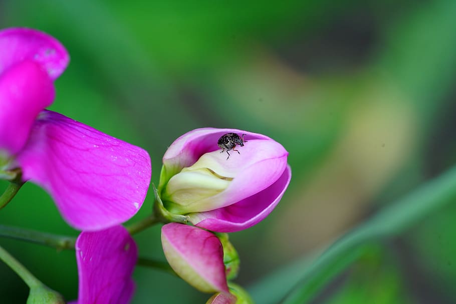 dark seed beetles, insect, bruchus affinis, leaf beetle, chrysomelidae HD wallpaper