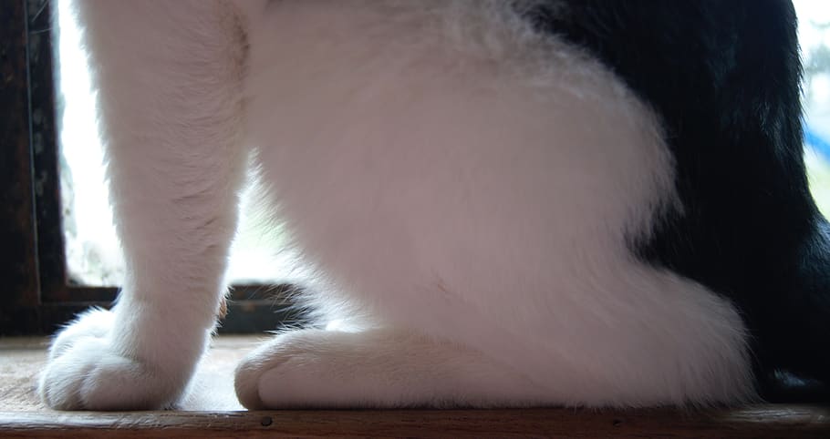 cat, kitty, kitten, paws, front, back, hind, toes, tail, black HD wallpaper