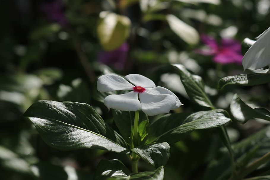 flower, catharanthus, apocynaceae, plant, flowering plant, freshness HD wallpaper