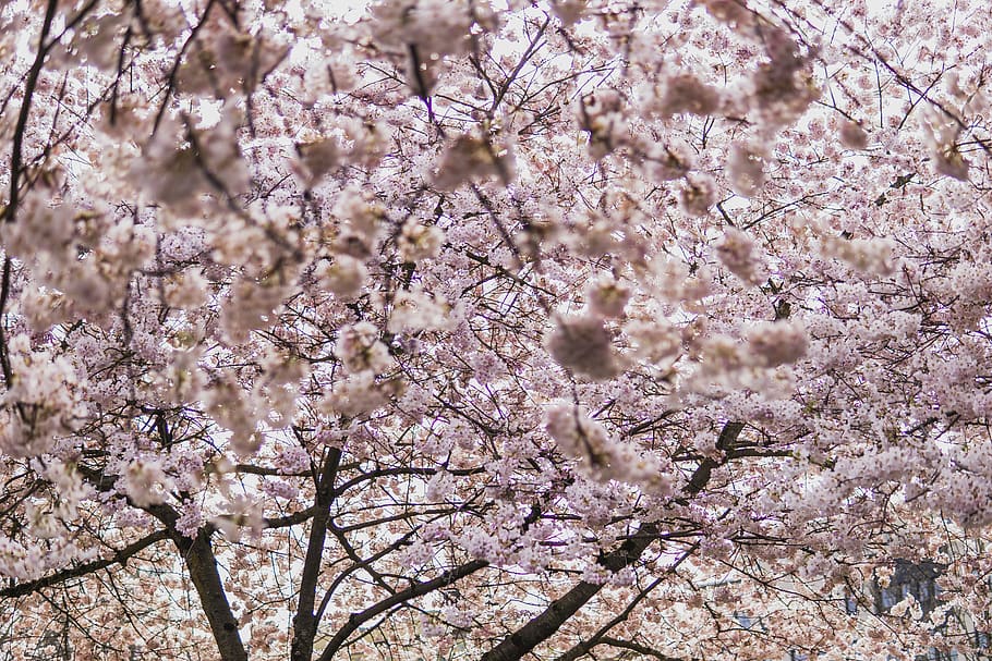 Pink Tree, bloom, blossom, branches, cherry blossom, flora, flowers HD wallpaper