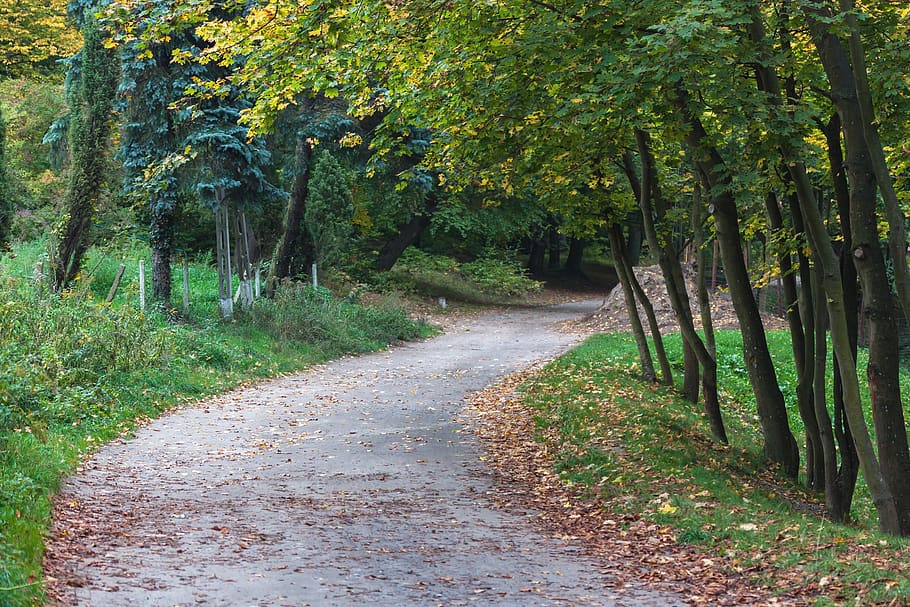 park, the path, forest, landscape, tree, nature, the stage HD wallpaper