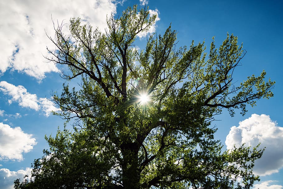 tree, sun, green, nature, the sky, branch, blue, low angle view HD wallpaper
