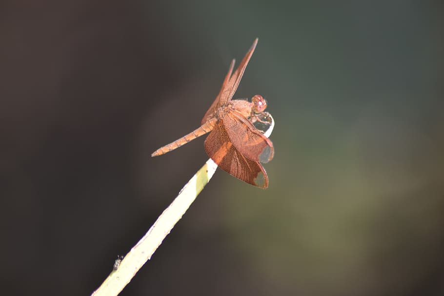 hopper, fly, nature, arthropod, green, grass, grasshopper, wildlife HD wallpaper