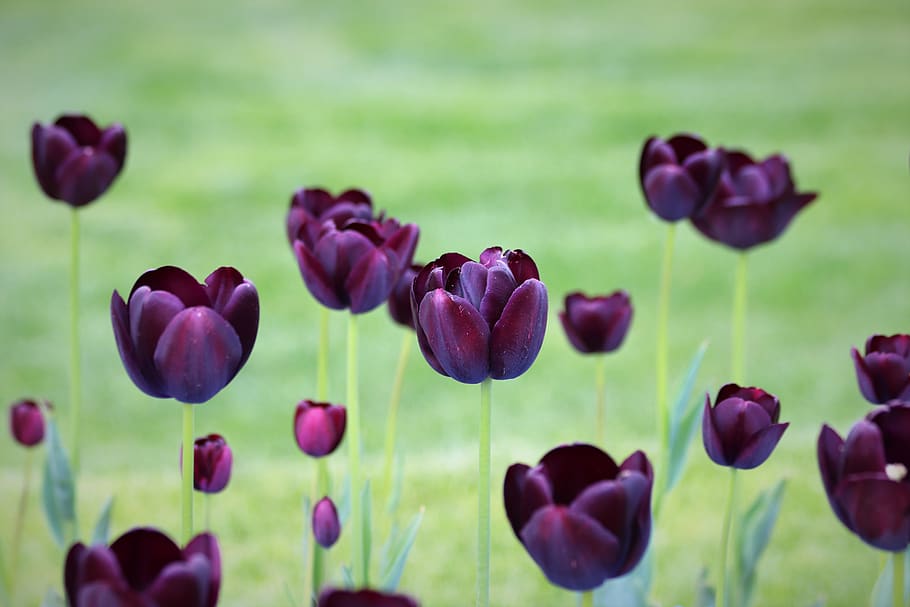 black tulips, spring, flowers, bloom, park, nature, outdoor HD wallpaper