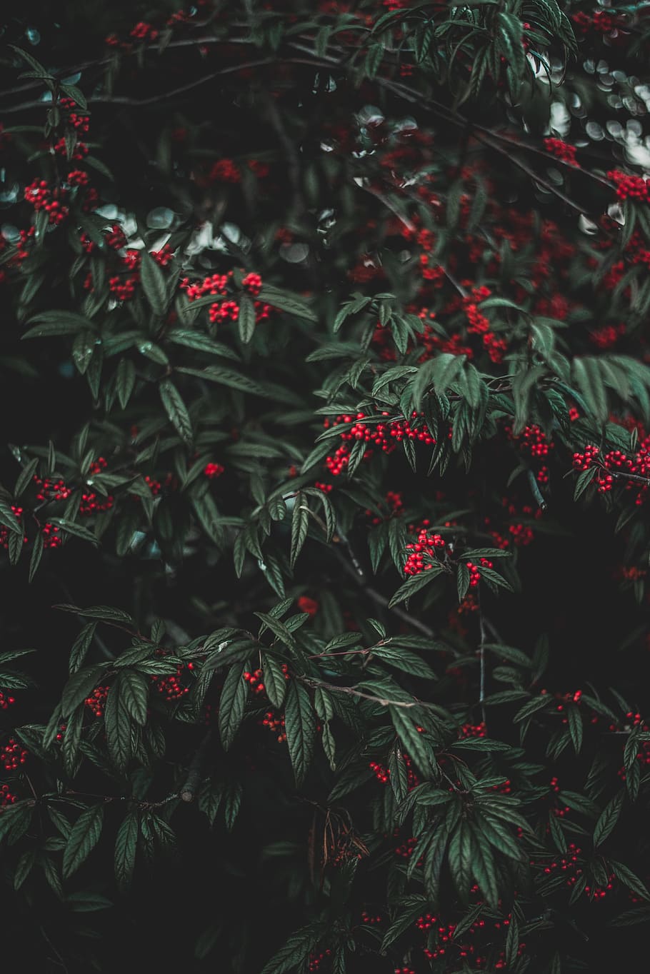 Black and Red Floral Textile, berries, branches, bright, close-up HD wallpaper