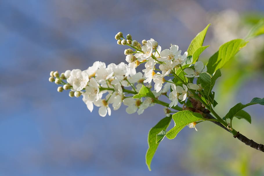 spring, flower, flowers, background, focus, closeup, outdoor HD wallpaper