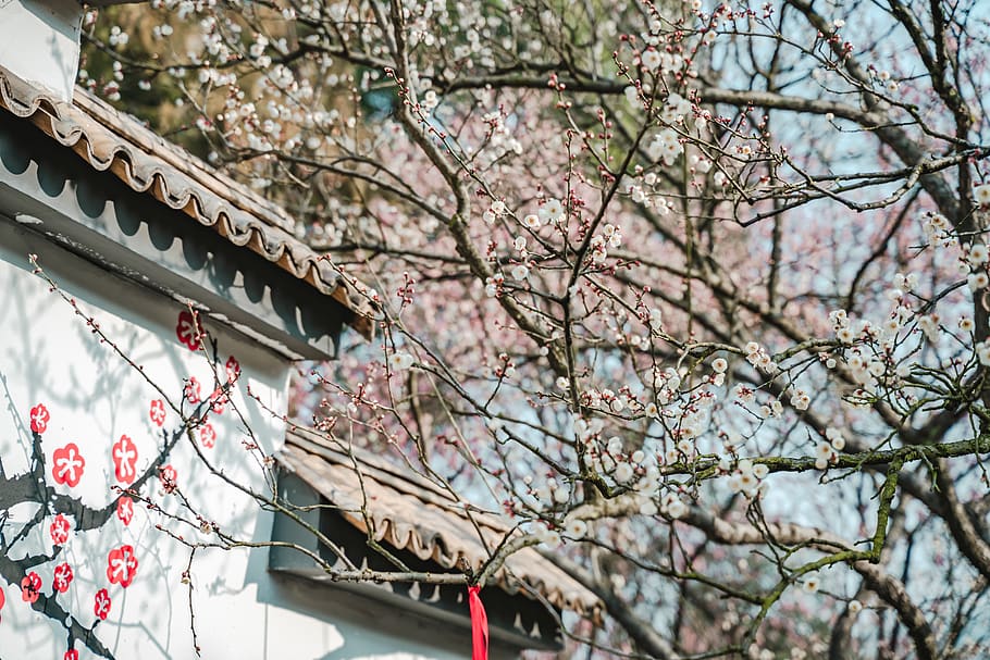 cherry blossom tree, plant, flower, chunmei, roof, ditch, persimmon HD wallpaper