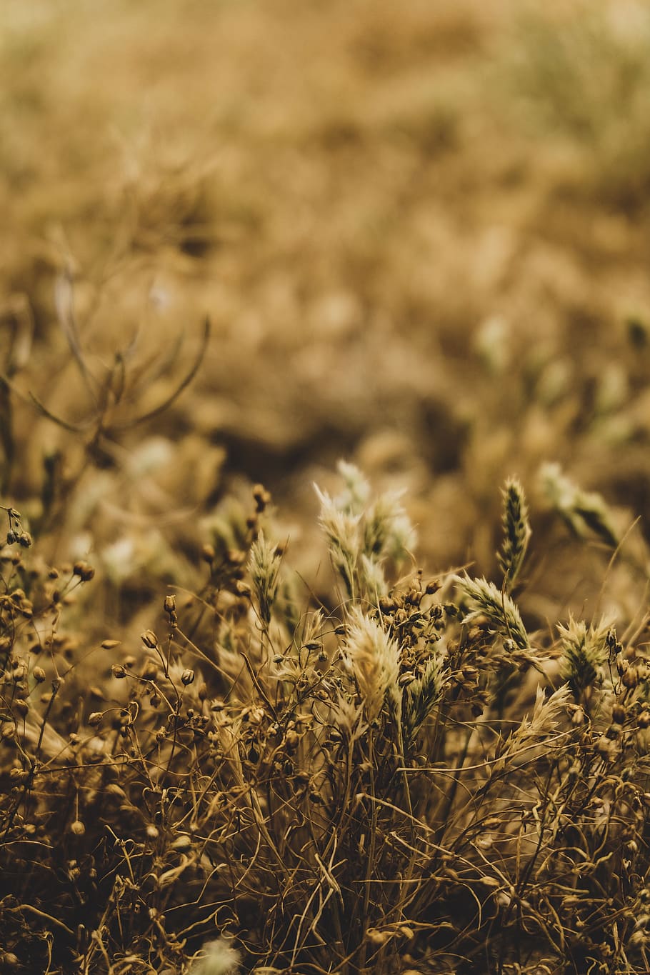plant, field, growth, land, selective focus, nature, agriculture HD wallpaper