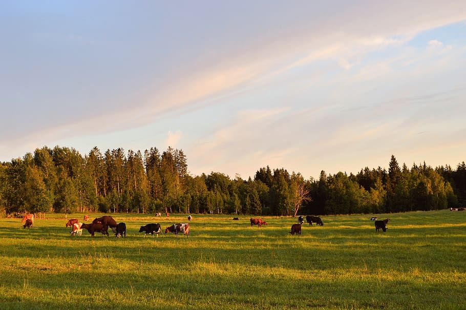 ko, cows, landscapes, bed, sweden, calf, together, beautiful HD wallpaper