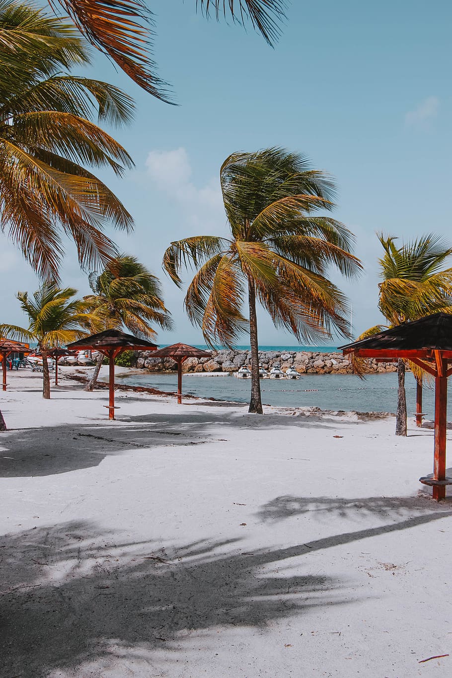 palm tree, tropical climate, beach, land, sky, plant, water HD wallpaper