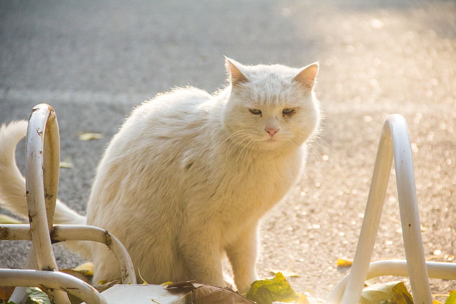 autumn, cat, campus, animal themes, domestic, pets, domestic animals HD wallpaper