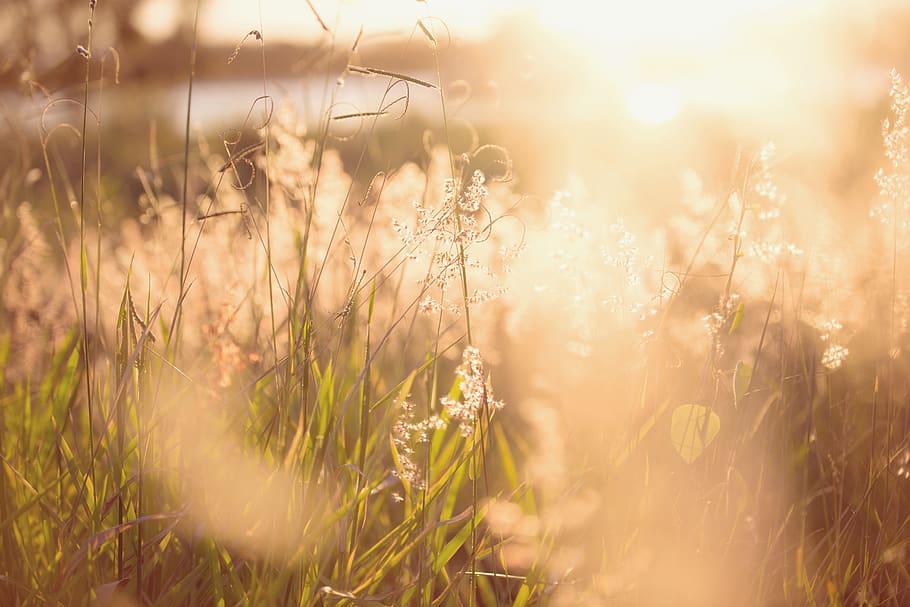 Shallow Focus Photo of Green Plants, blur, dawn, environment HD wallpaper