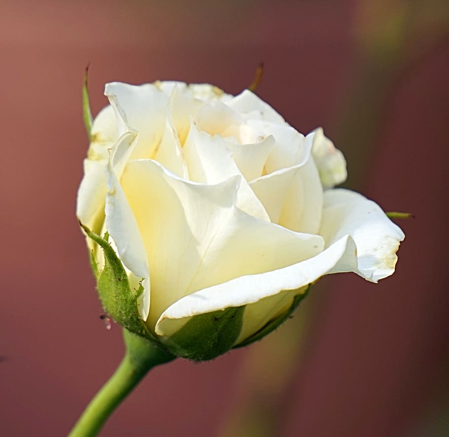 rose, white, blossom, bloom, nature, flowers, rose bloom, flowering plant HD wallpaper