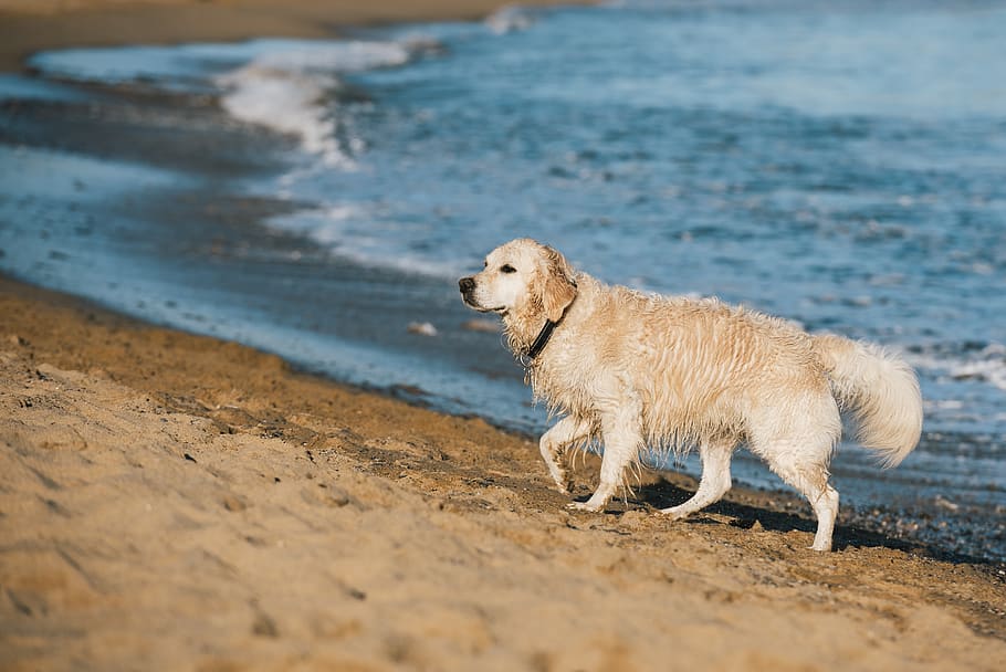 dog, beach, sand, water, rest, leisure, walk, pets, canine HD wallpaper