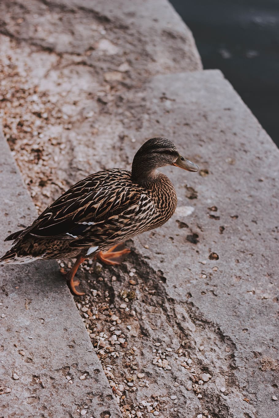 bird, animal themes, animal wildlife, vertebrate, animals in the wild HD wallpaper