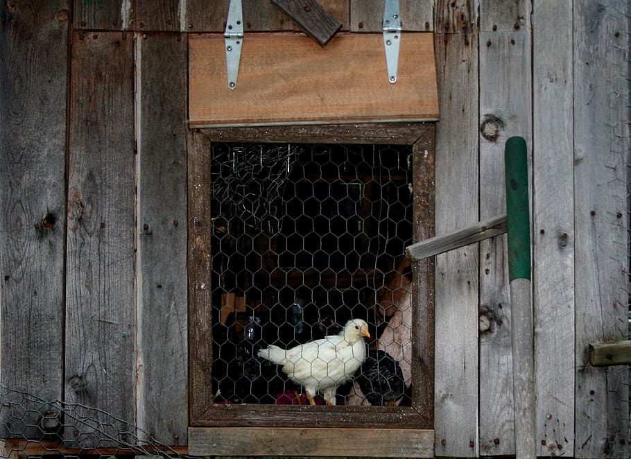 Some young chickens in their house., chicks, babies, hens, farm HD wallpaper