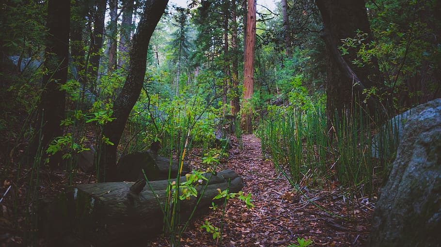 forest, nature, trail, tree, plant, land, tranquility, growth HD wallpaper