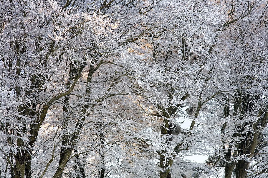 tree, frost, snow, winter, cold, landscape, nature, ice, trees HD wallpaper