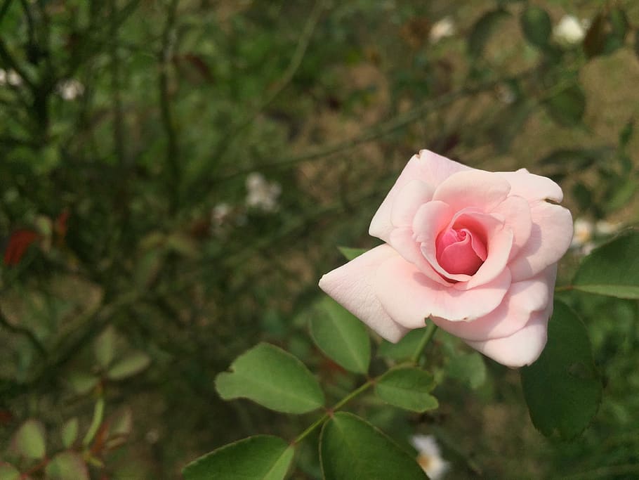 rose, flower, roses, bloom, bouquet, love, romantic, petals HD wallpaper
