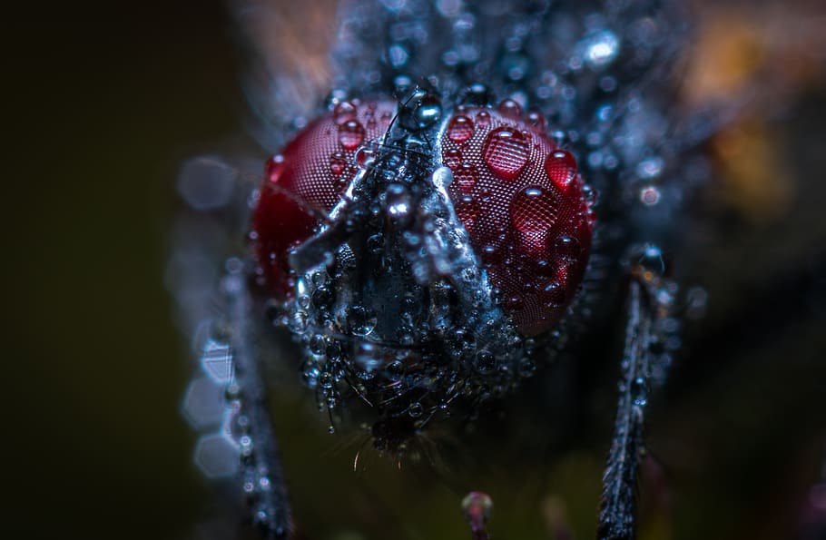 Macro Photograph of an Insect With Water Dew, blur, close-up HD wallpaper