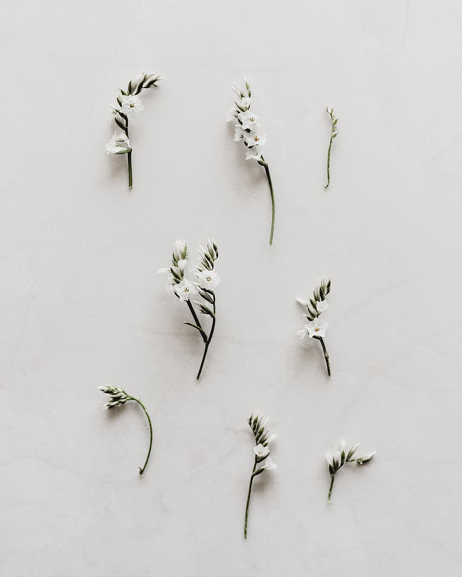 white flower decor lot, plant, high angle view, studio shot, nature HD wallpaper