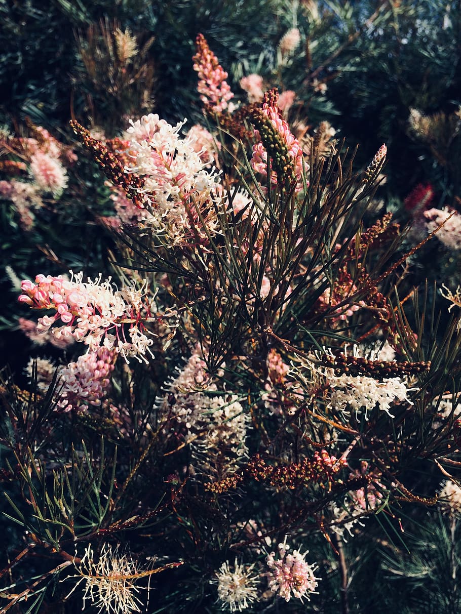 1000+ Wildflower Pictures | Download Free Images on Unsplash