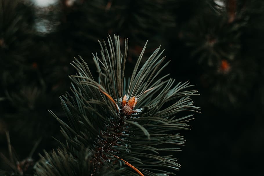 black, branches, brown, green, leaves, orange, pine cones, pines HD wallpaper