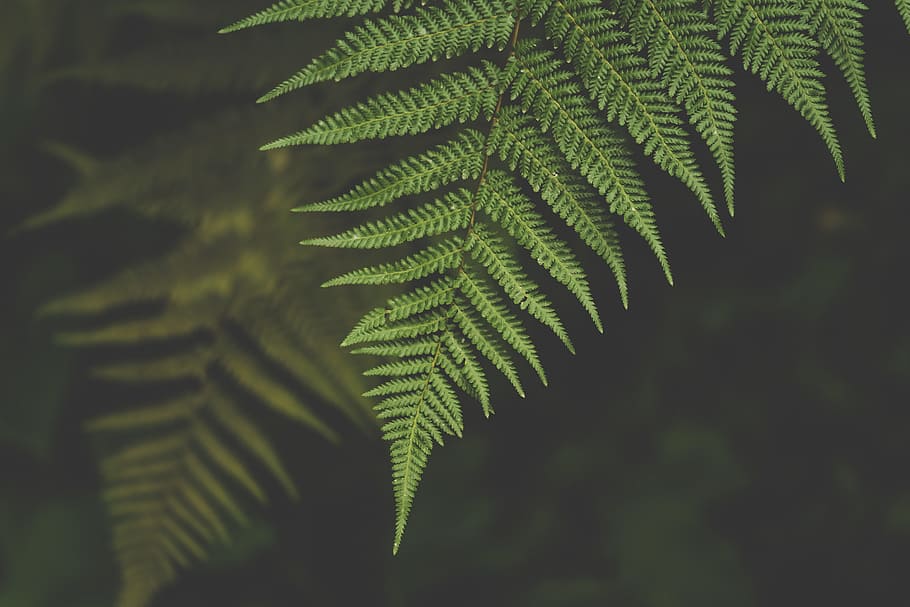 HD wallpaper: Green Leaves, 4k wallpaper, background, blur, botanical,  close-up | Wallpaper Flare