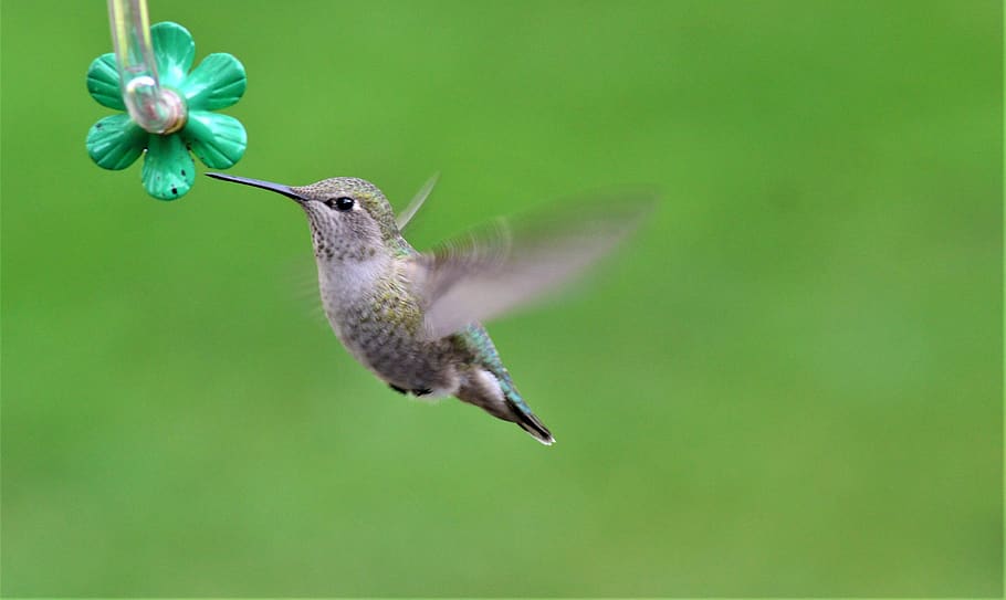 grey hummingbird flying, animal, annas hummingbird, anna's, bee eater, HD wallpaper