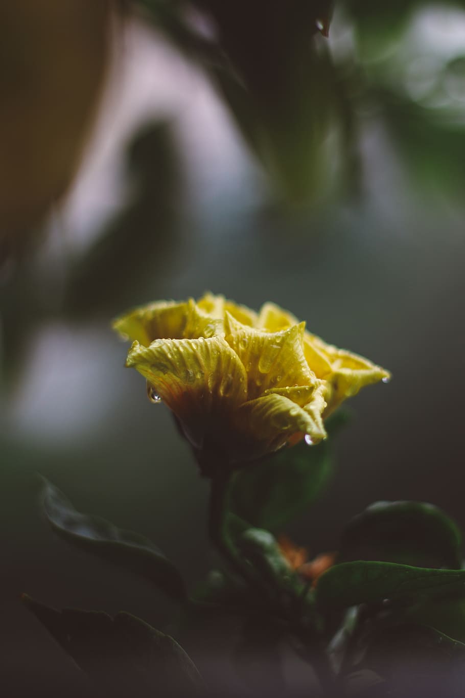 Yellow Flower Photography, dew, flora, iphone wallpaper, macro HD wallpaper