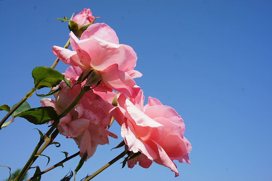 bulgaria, pink color, flower, flowering plant, beauty in nature HD wallpaper