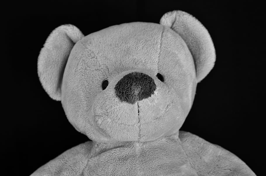 ted, teddy, bear, toy, stuff, stuffed, soft, childhood, studio shot HD wallpaper