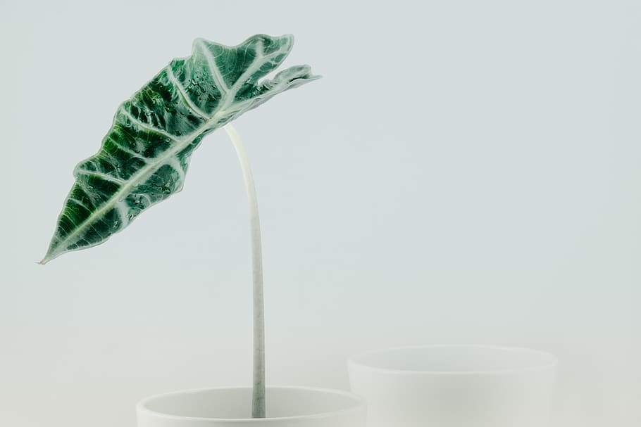 green leaf in cup, indoors, food and drink, studio shot, no people HD wallpaper