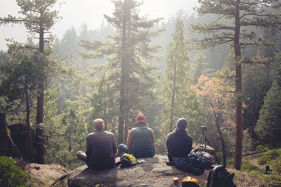 tree, plant, real people, forest, sitting, rear view, nature HD wallpaper