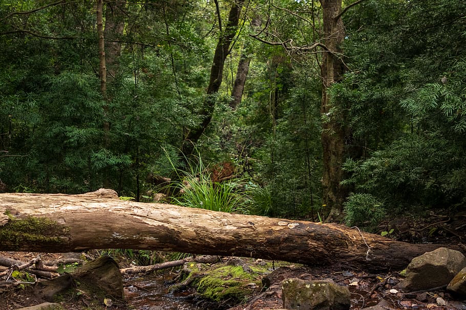 green trees near log, wood, plant, vegetation, tree trunk, root HD wallpaper