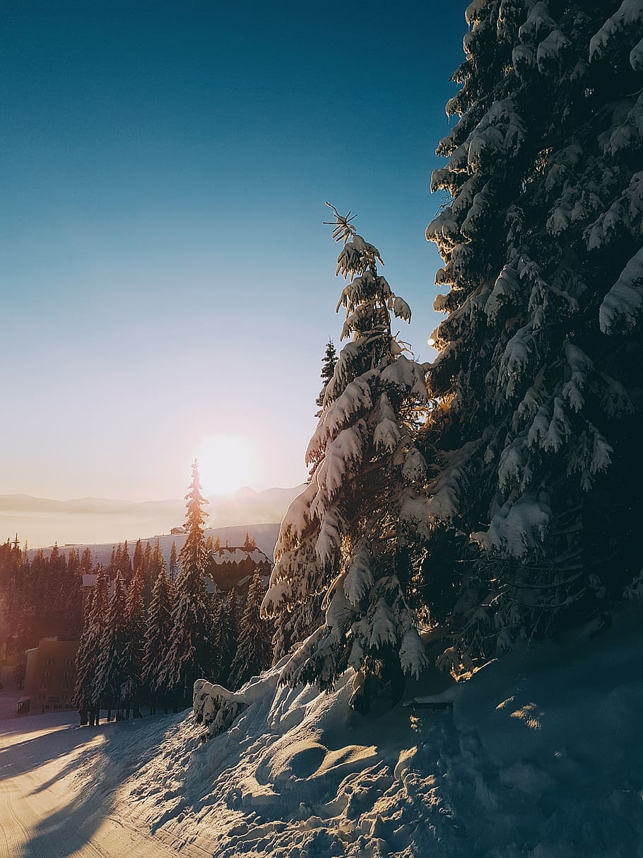 Snow Covered Trees, beautiful, cold, dawn, evening, frost, frosty HD wallpaper