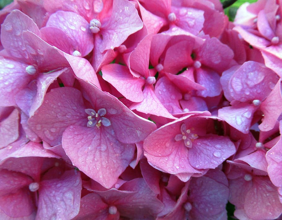 summer, flower, hydrangea, flowering plant, pink color, petal HD wallpaper