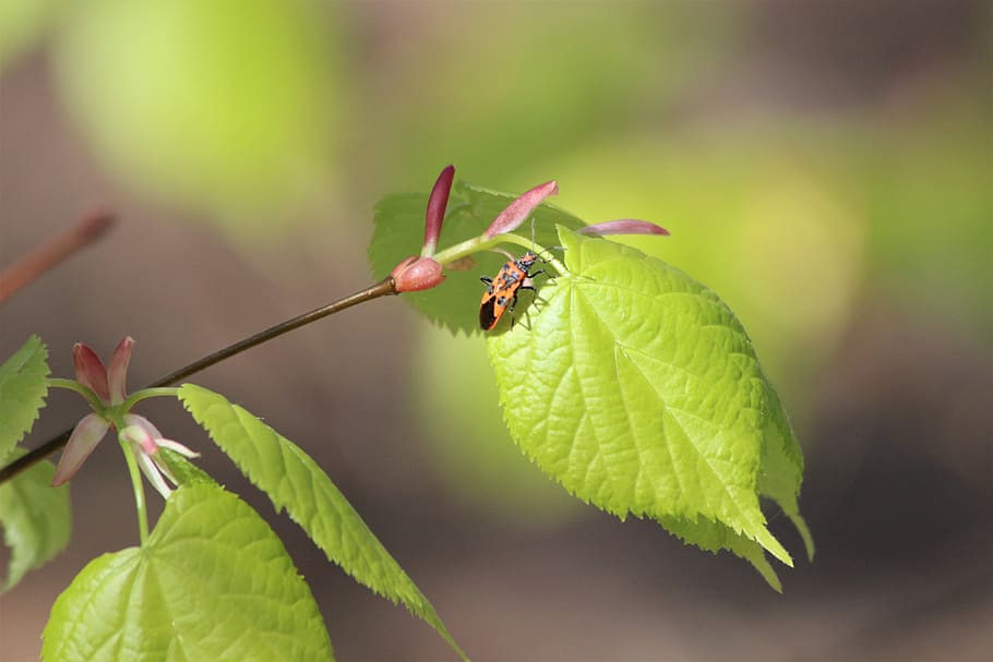 leaf, tree, spring, nature, plants, red, insect, plant part HD wallpaper