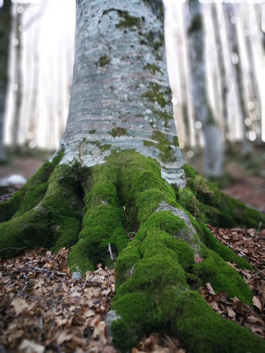 green algae on tree roots, plant, moss, forest, tree trunk, mossy tree HD wallpaper