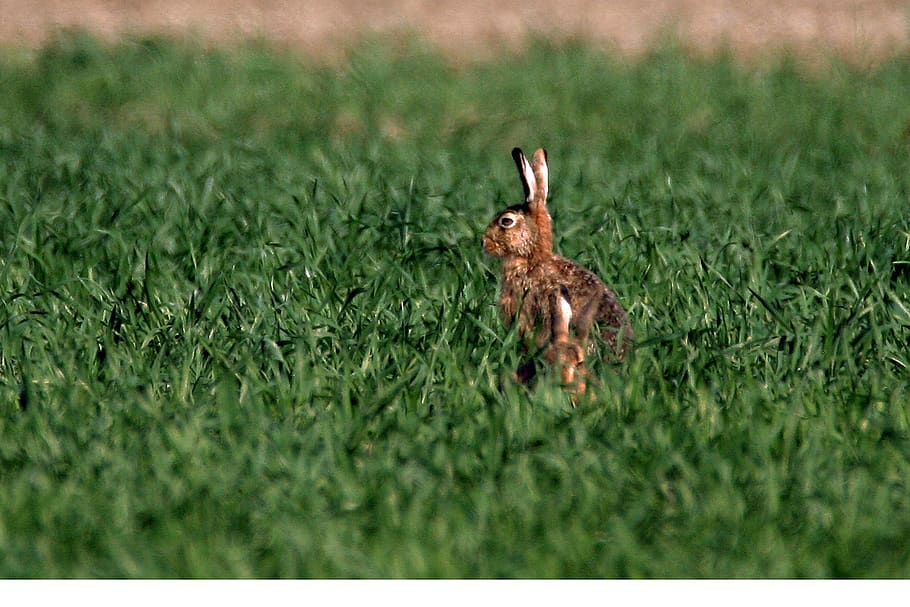 hare, spring, easter, ears, nature, mammals, grass, plant, green color HD wallpaper