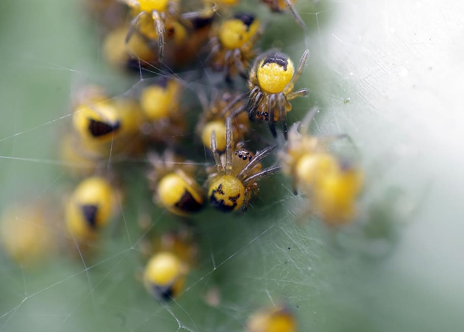 spiders, insects, web, young, macro, invertebrate, animal themes HD wallpaper