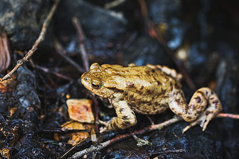 toad, frog, pond, water, frog pond, high, amphibian, nature HD wallpaper