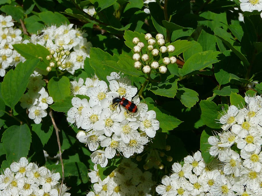 summer, beetle, flower, insects, garden, bloom, nature, flowering plant HD wallpaper