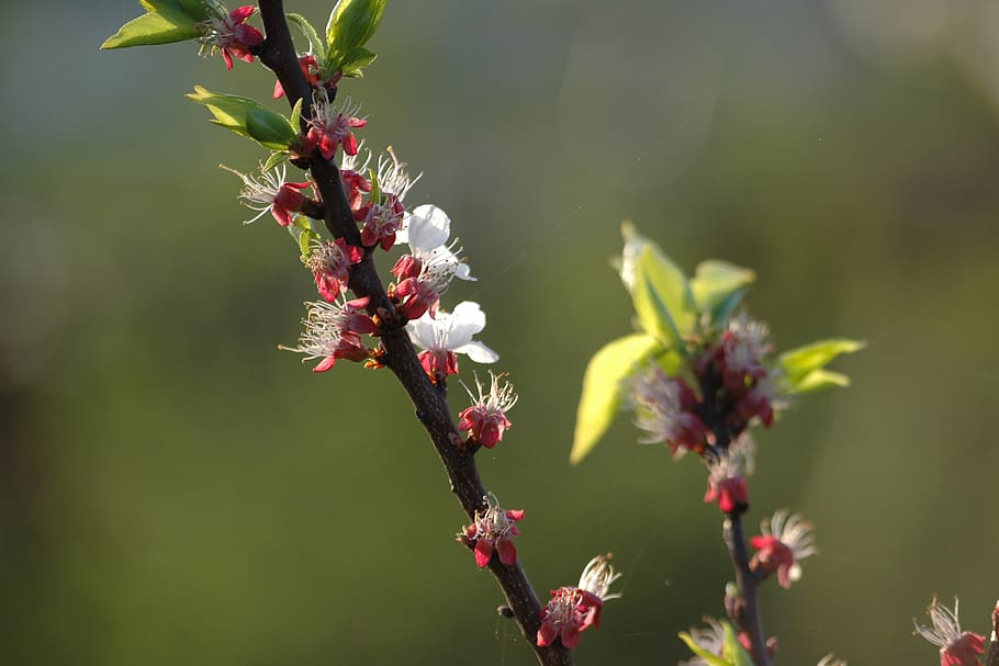 blossom, bloom, spring, flora, garden, white, beautiful, pink HD wallpaper