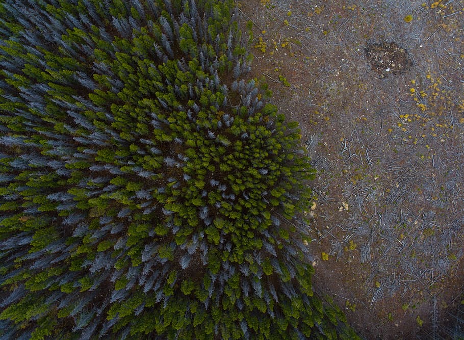 aerial, view, trees, plants, feal, fall, autumn, nature, landscape HD wallpaper