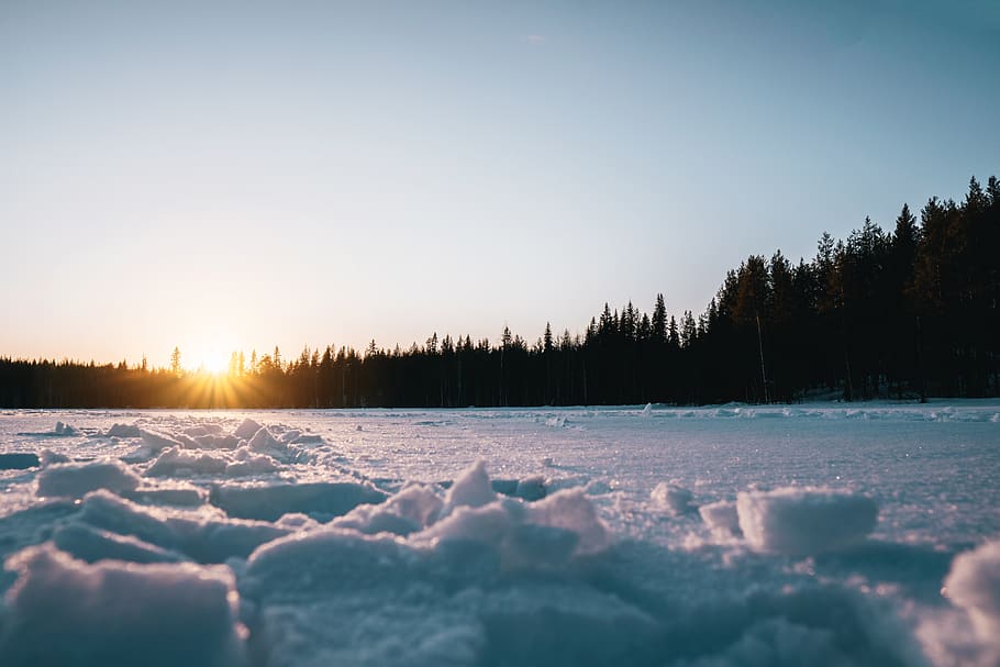 Snow and Trees, clear sky, cold, dawn, forest, frost, frozen HD wallpaper