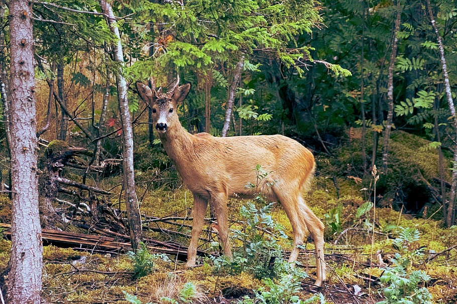 brown deer standing near trees during daytime, animal, wildlife