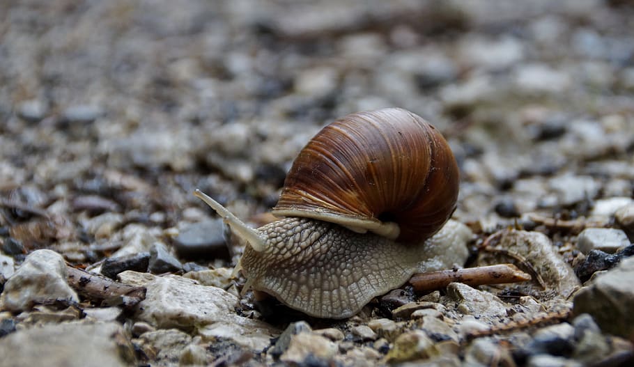 worm, snail, conch, mollusk, animal wildlife, animal themes HD wallpaper